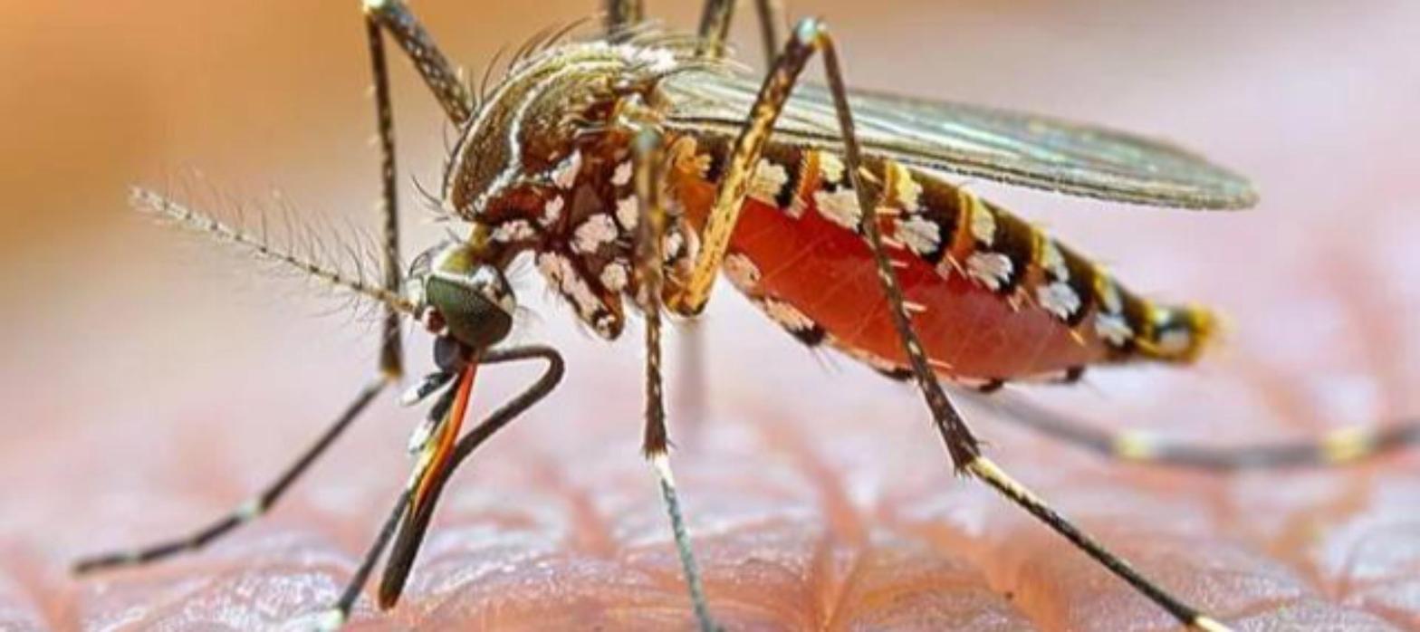 Articolo di Il Popolano su BioZanz